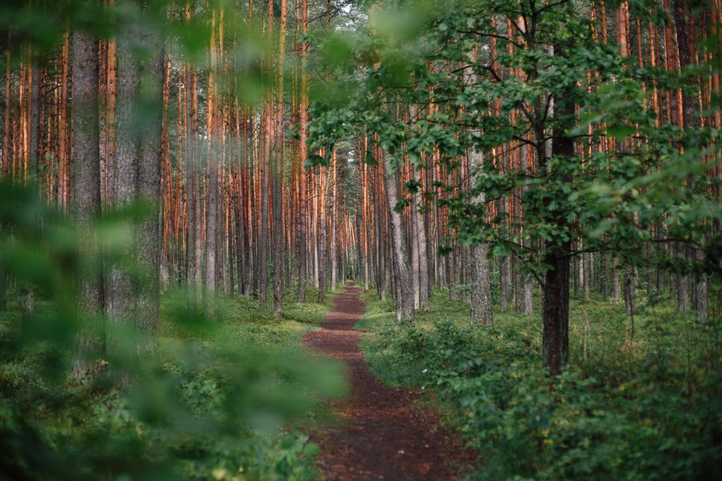 Top Campervan Stops with Scenic Trails